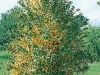 Cercidiphyllum japonicum 